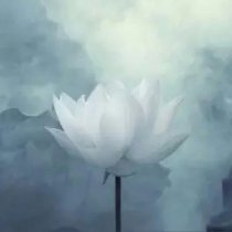 150年了,河狸建的水坝居然还在 库里妻子被网友喷 卡戴珊声援点赞 那图片